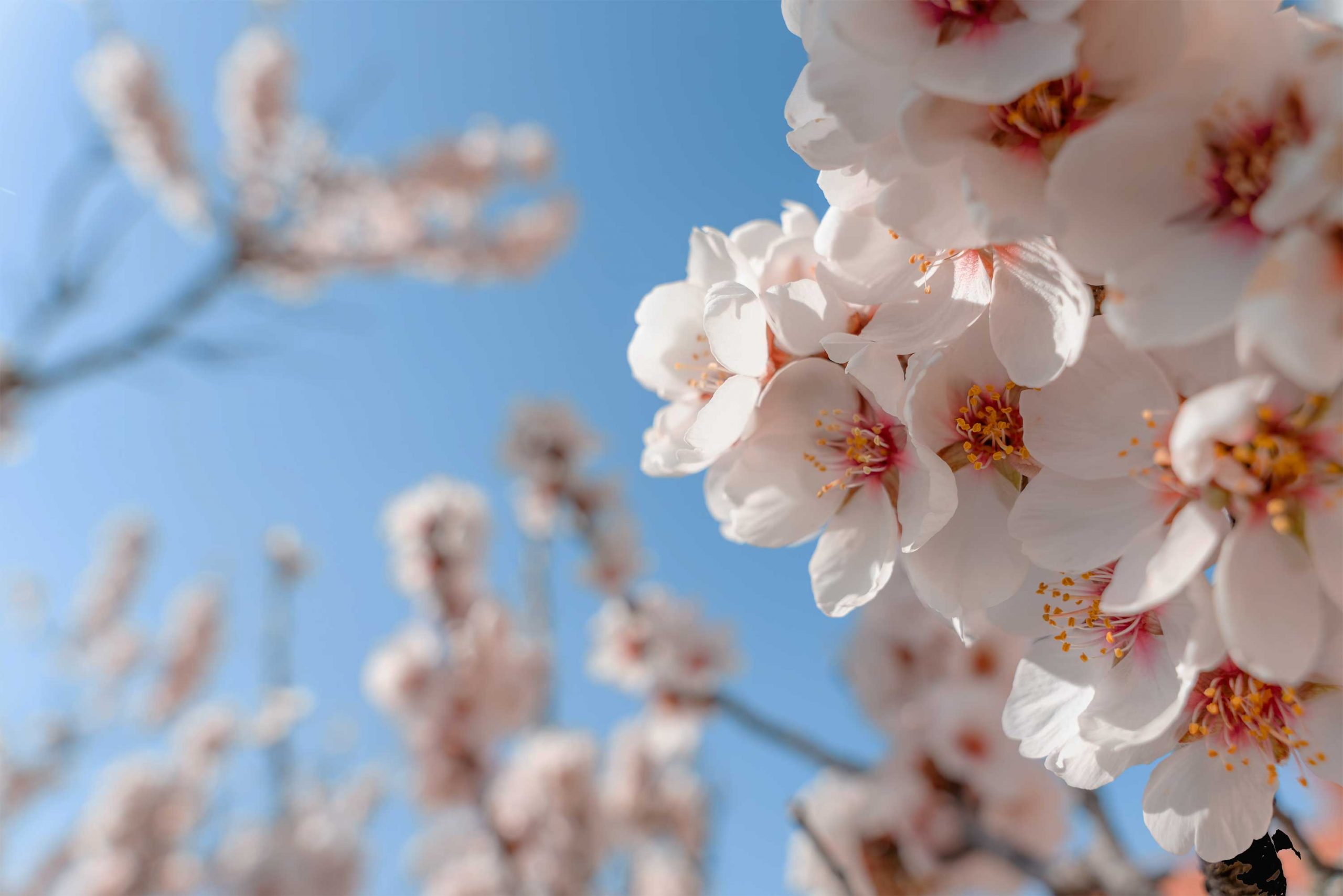 ¿Sabías que en el CITA se registró el almendro “Guara”, uno de los más utilizados en todo el mundo?
