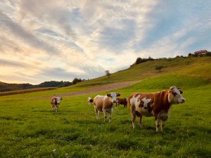 76 Congreso Anual de la Federación Europea de Ciencia Animal