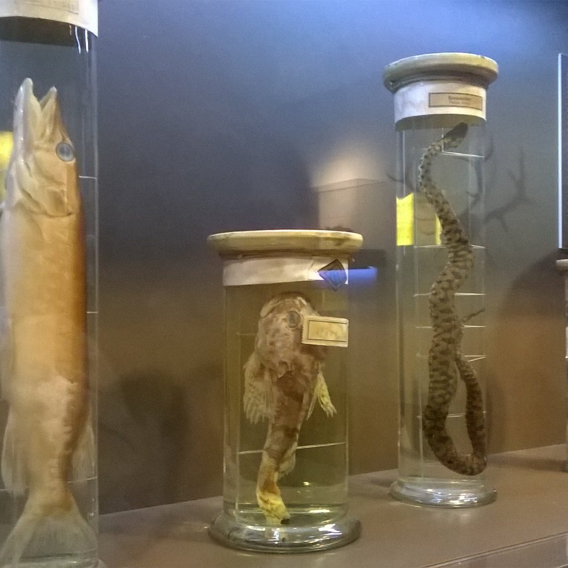 Museo de la Naturaleza Museo de la Naturaleza