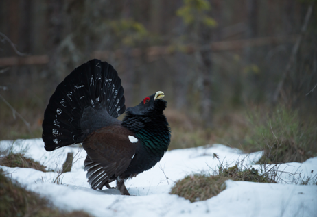 proyecto campeonato cientifico huesca urogallo
