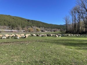 curso para impulsar la valorización de la lana