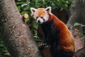 Fosil panda rojo