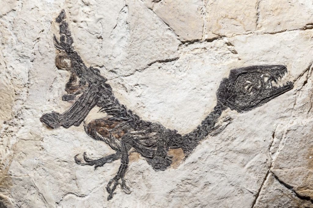 ¿Sabías que desde Aragón se ha estudiado un “reptil bacalao”?
