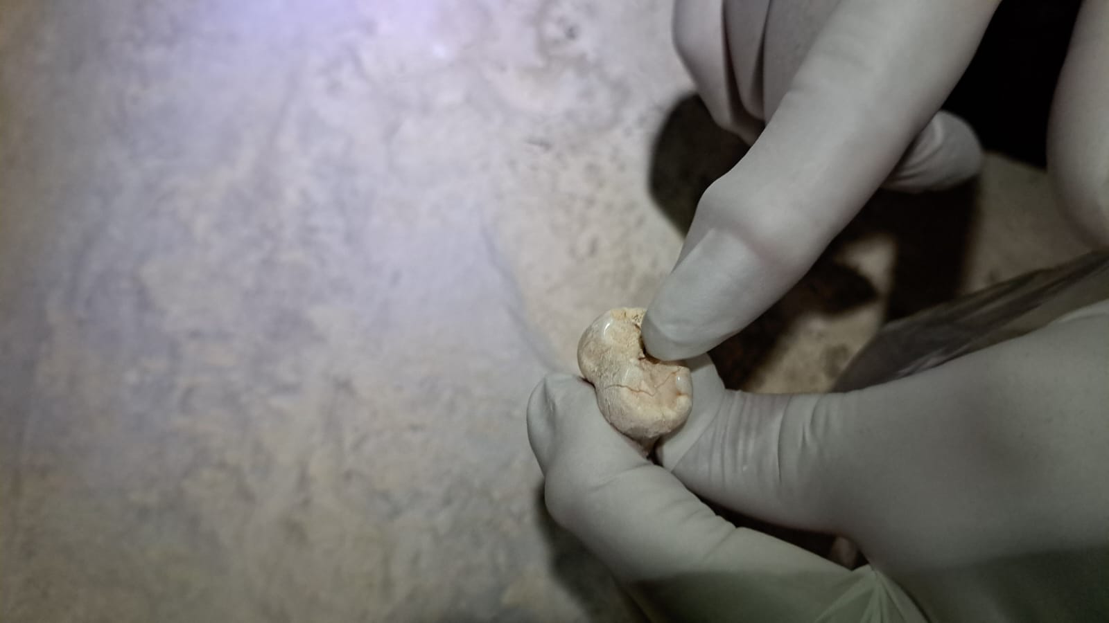 Hallados fósiles de oso de las cavernas en el macizo de Cotiella, en Huesca