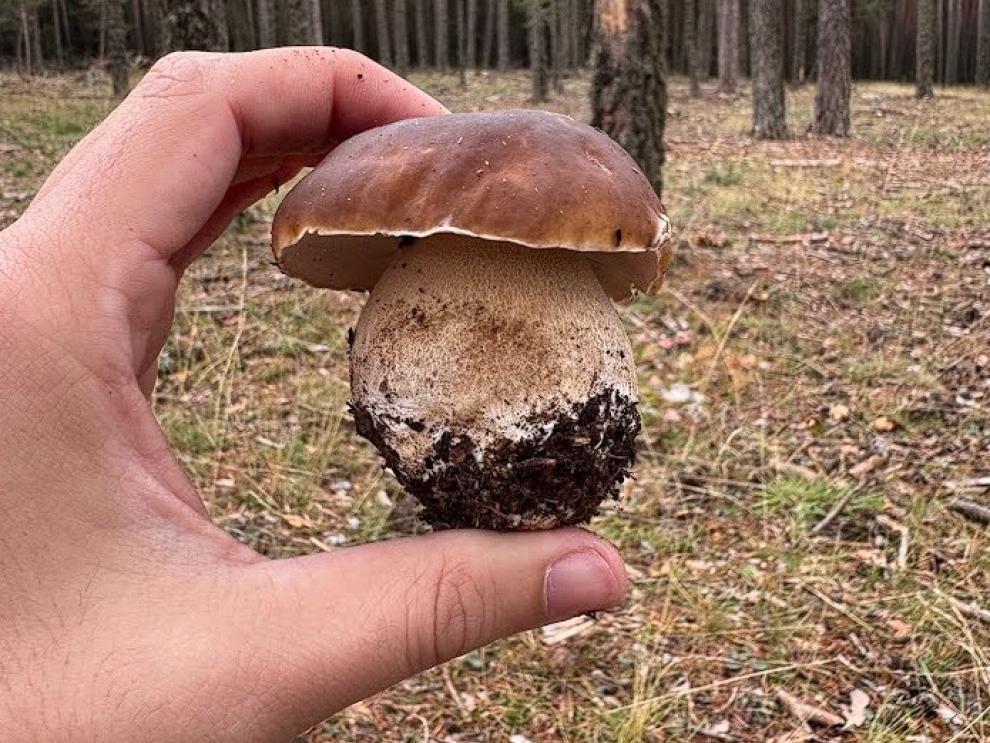 El Gobierno de Aragón y CITA impulsan el proyecto «Fungiverso» para promover la micología sostenible y proteger los ecosistemas