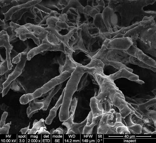 Laboratorio de Microscopías Avanzadas