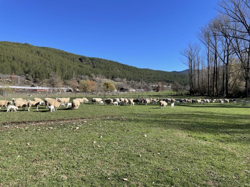 El CITA impulsa en Teruel la lana como recurso agroalimentario de valor