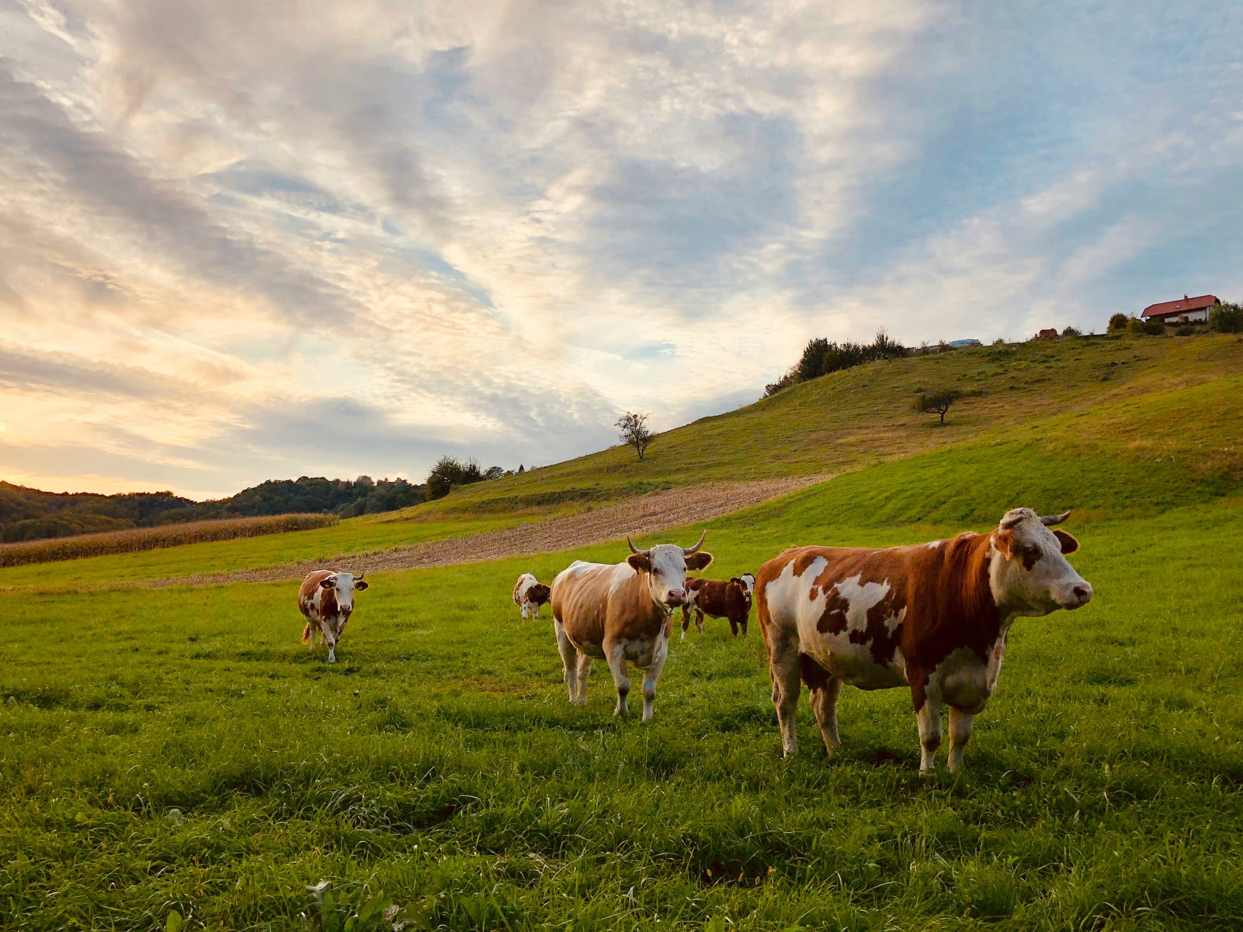 El CITA presenta siete comunicaciones científicas en el 76 Congreso Europeo de Ciencia Animal