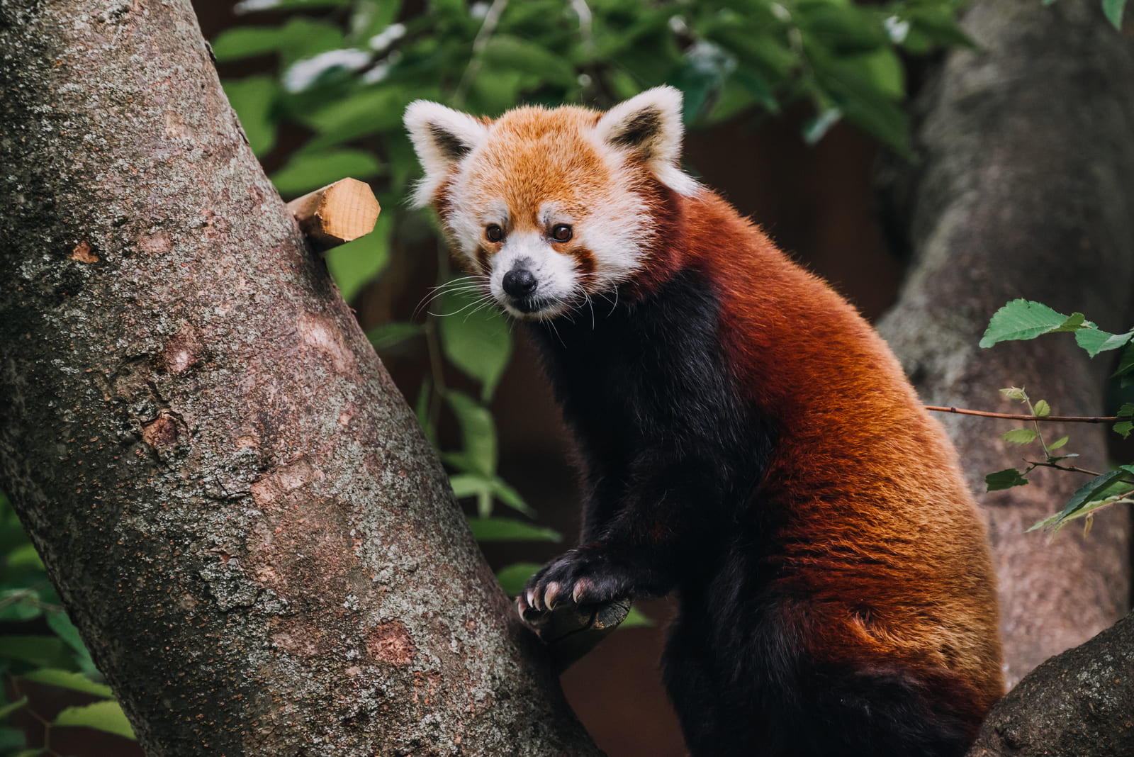 El hallazgo fósil que cambia lo que sabíamos sobre el panda rojo