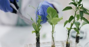 genética vegetal