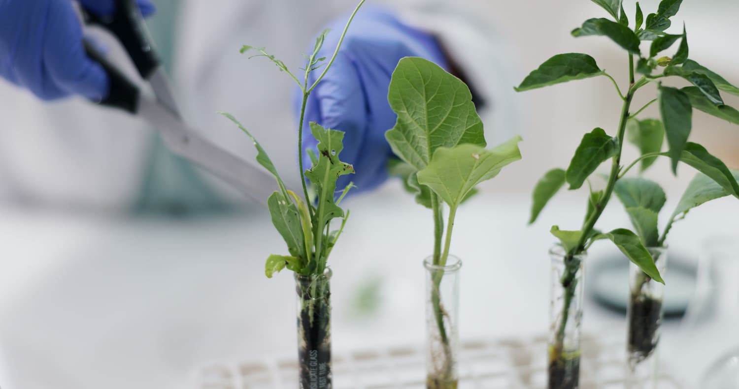 Desde Aragón, la genética vegetal que ayuda a entender mejor los cereales