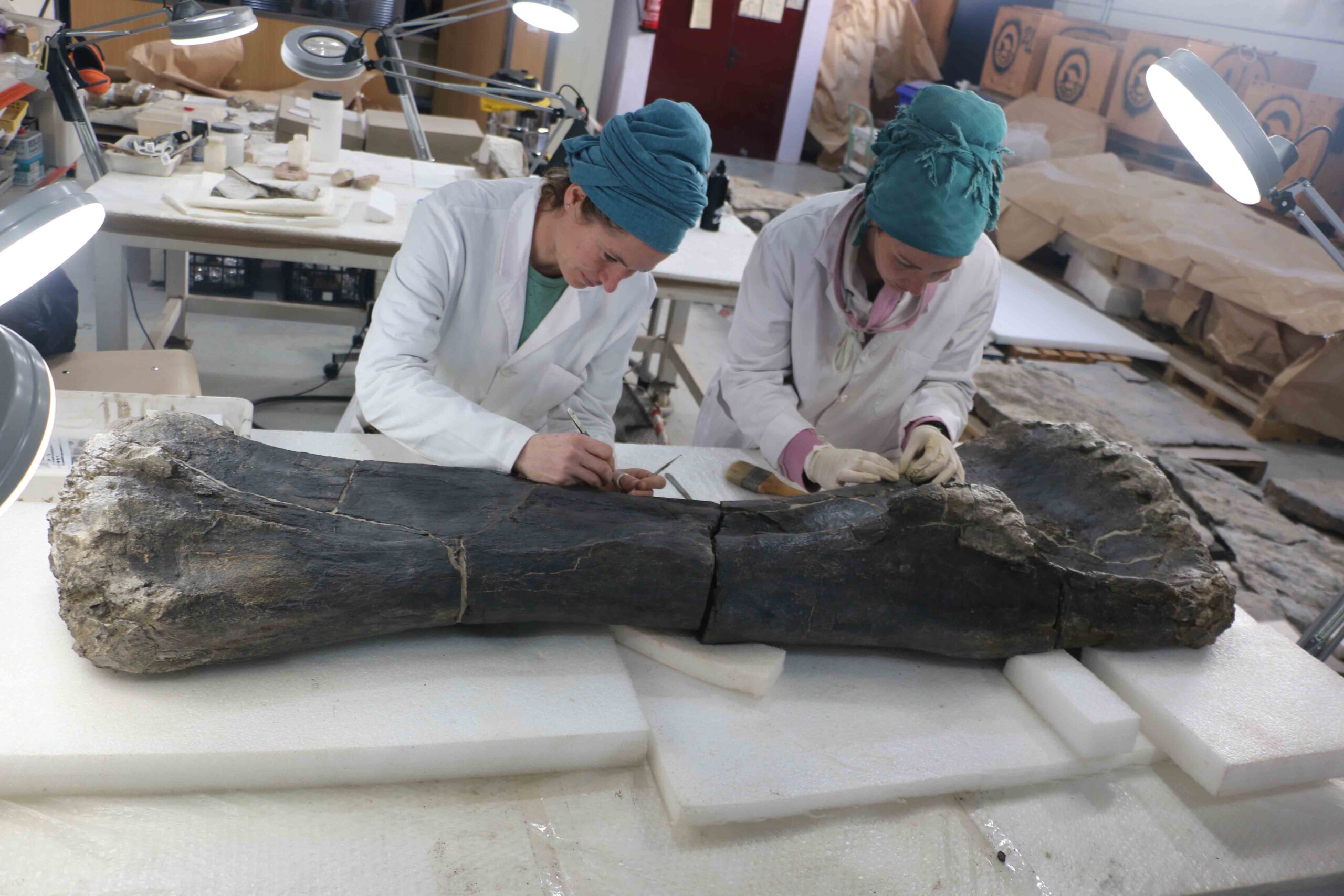 La Fundación Dinópolis muestra fósiles excepcionales de uno de los dinosaurios saurópodos más grandes de Europa