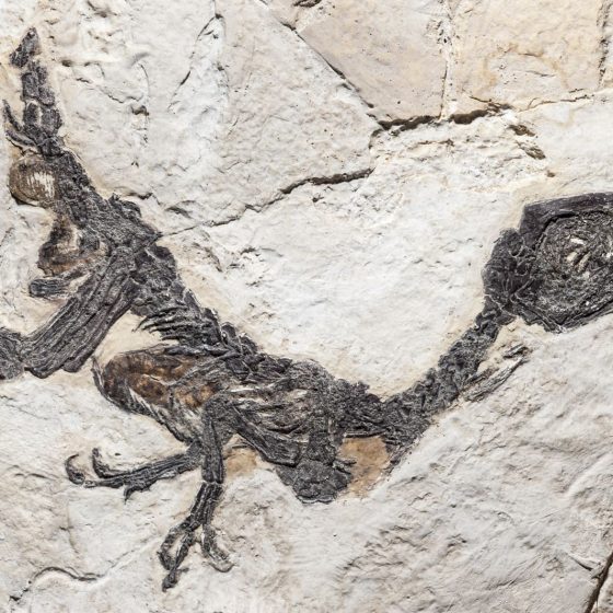 ictiosaurus