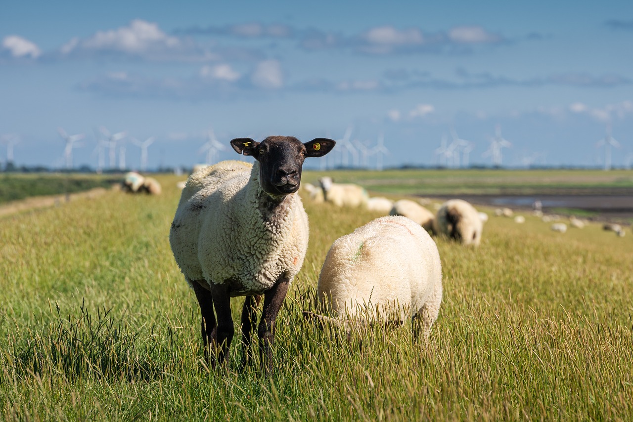 Proyecto europeo busca soluciones sostenibles para la coexistencia de pastoreo y vida silvestre en Aragón