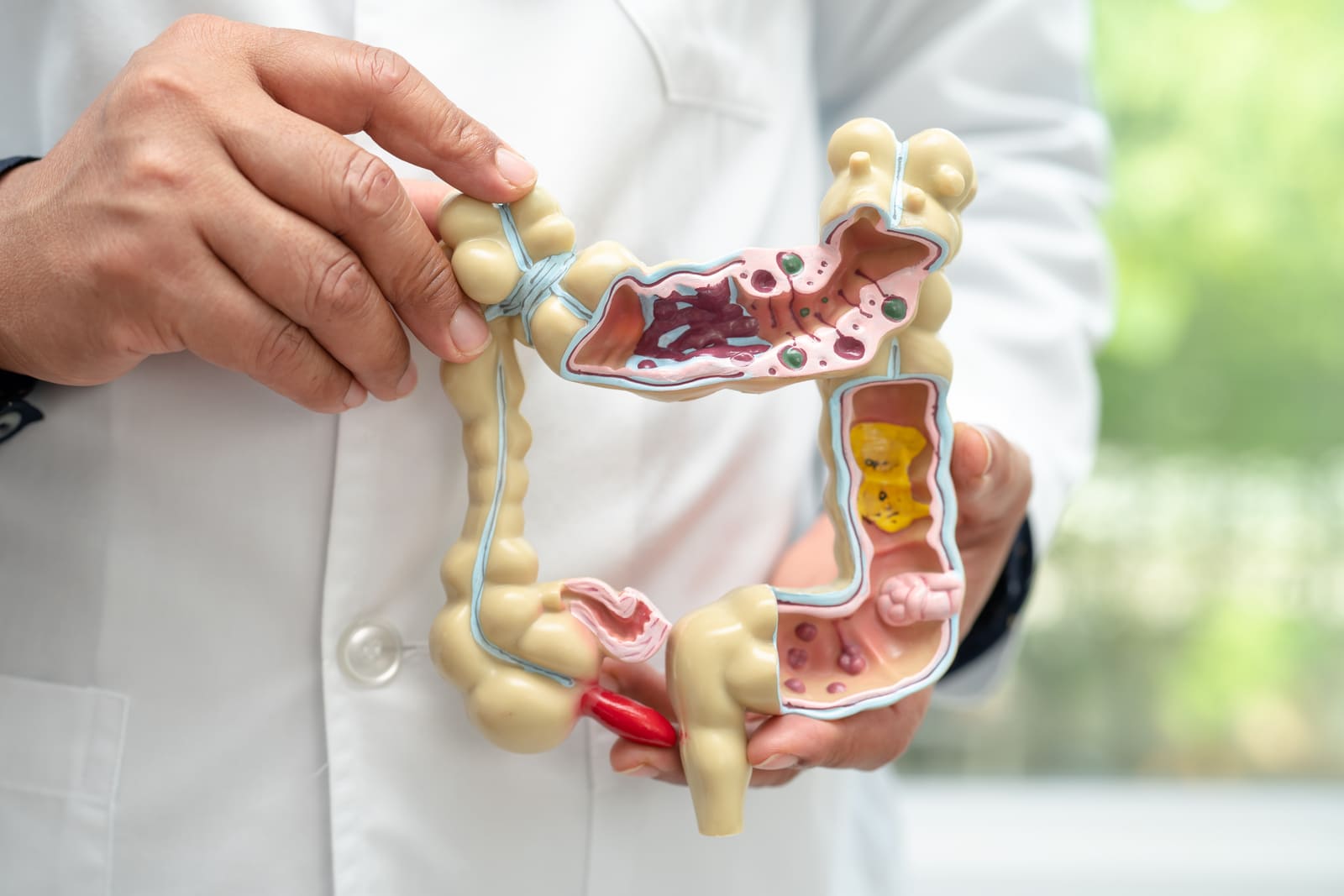 Desde Zaragoza, nuevas claves sobre cómo la microbiota protege el intestino