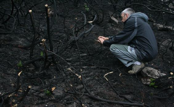 La ciencia aragonesa analiza cómo se recuperan los ecosistemas después de un incendio